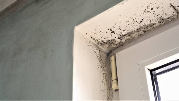Best Mold Remediation for Healthcare Facilities  in Romney, WV