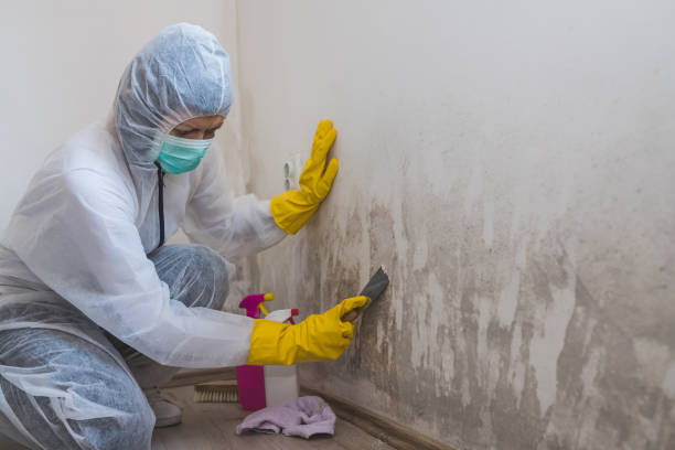 Best Mold Documentation for Insurance Claims  in Romney, WV
