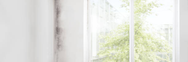 Best Post-Construction Mold Inspection  in Romney, WV